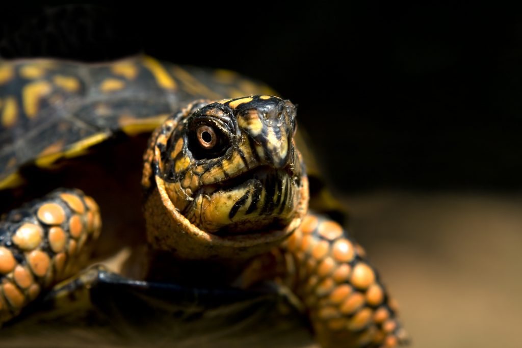 Close up of a box turtle.