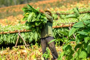 Altria Tobacco Farms