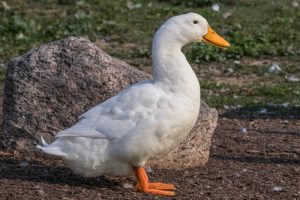 Aflac's Dividend