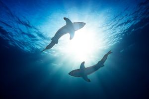 Image of two great white sharks