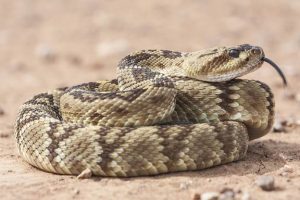 Image of a rattlesnake