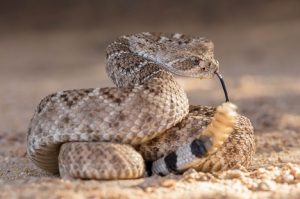 Image of a Western Diamondback snake