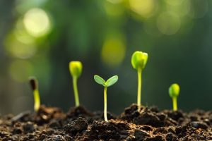 Image of a group of sprouts growing out of a flowerbed