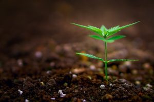 Image of a cannabis sprout