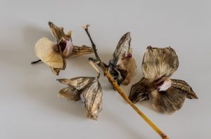 Image of dead withered orchid flowers isolated on white background