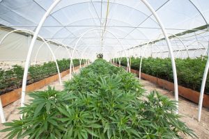 Image of a commercial cannabis grow operation