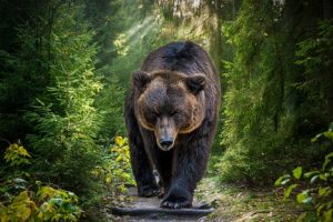 Image of a strolling brown bear