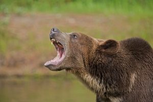 Image of a grizzly bear snarling