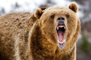 Image of a roaring grizzly bear