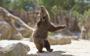 Image of a happy bear dancing