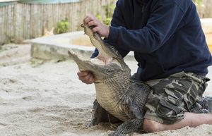 Image of Florida Man wrestling an alligator