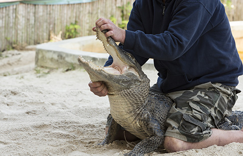 Florida Man Wrestling Alligator