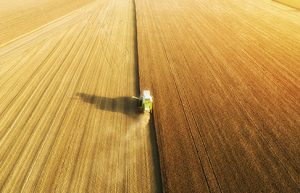 Image of a wheat harvest