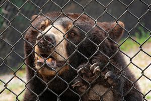 Image of a brown bear behind a fence