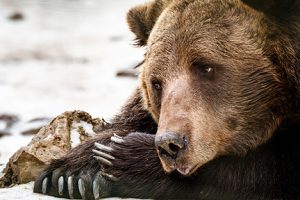 Image of a sad brown bear