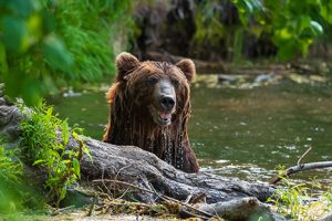 Image of an emerging bear