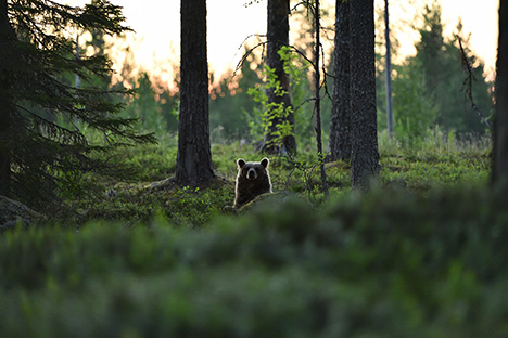 Bear Peeking Above a Forested Hill