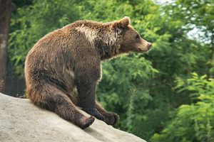 Image of a bear sitting in a funny way