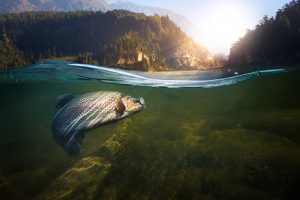 A fisherman hooks into a fish