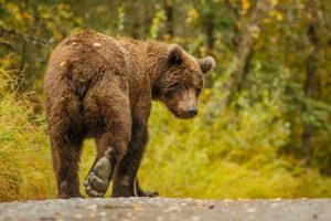 Image of a bear walking away