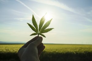 Man holding cannabis