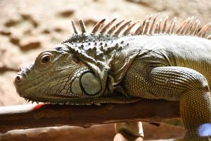 An iguana lying on a branch