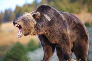 A brown bear growling and baring its teeth